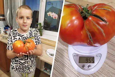 Польза томатов: как выбрать сорт помидоров для оздоровления