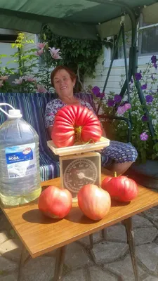 19 гигантов: самые крупноплодные сорта и гибриды томатов | На грядке  (Огород.ru)