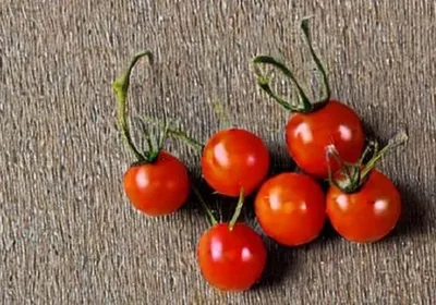 Семена томата Большой Зак (Big Zac) - Pomidorki