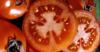 В Новосибирске вырос гигантский помидор, сорт Бычье сердце Новосибирск,  июль, 2020 года - 16 июля 2020 - НГС