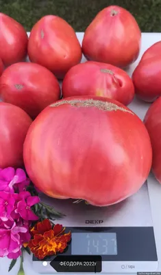 Жительница Минусинска завела блог на 21 тысячу подписчиков о помидорах и  учит, как вырастить гигантские и вкусные плоды - 28 января 2021 - НГС24
