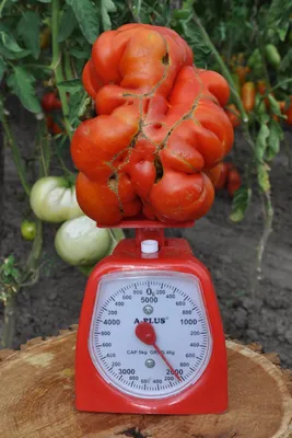 Семена томата Большой Зак (Big Zac) - Pomidorki