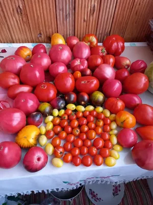 Загадочный фрукт - помидор- Кулинарные статьи | Обозреватель