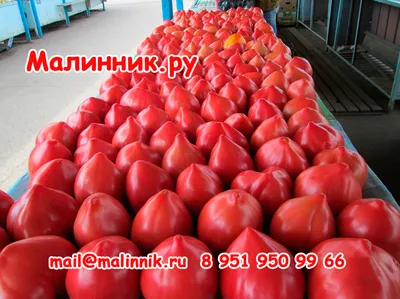 Жительница Минусинска завела блог на 21 тысячу подписчиков о помидорах и  учит, как вырастить гигантские и вкусные плоды - 28 января 2021 - НГС24
