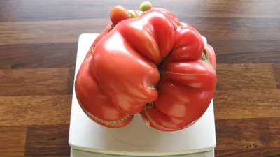 Стали известны победители конкурса помидоров в Псковской области