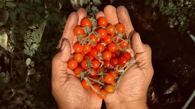 Задница обезьяны\" – шикарный плод!» Бобруйчанка собрала коллекцию из 350  сортов редких томатов | bobruisk.ru