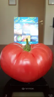 В Самарской области вырастили помидор-гигант | СОВА - главные новости Самары