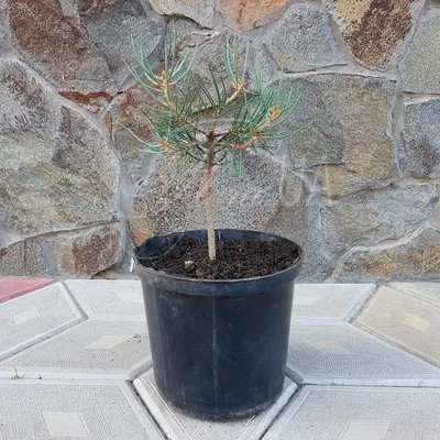 Сосна – дерево и древесина – Pinus spp. / характеристики – Сосна  обыкновенная (Pinus sylvestris)