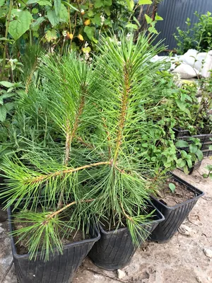 Саженцы Сосны жёлтой, или орегоонская, или тяжёлая (Pinus ponderosa)  (ID#1370148415), цена: 85 ₴, купить на Prom.ua