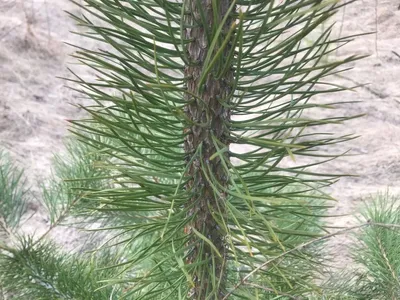 Купить Саженцы Сосны Палласа (Крымская) (Pinus pallasiana) Р9 оптом/розница