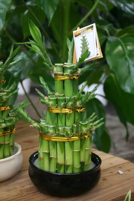 КОМНАТНЫЕ ЦВЕТЫ on Instagram: \"Драцена Сандера или Бамбук счастья! По  китайскому учению фен-шуй, бамбук считается прекрасным и полезным подарком,  который друзья дома могут подарить на счастье. На Востоке его принято  презентовать как
