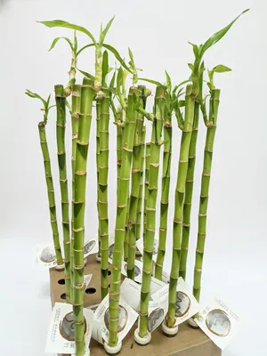 Как растить бамбук в домашних условиях в грунте: правила посадки и ухода |  Женское счастье. Женский канал | Дзен