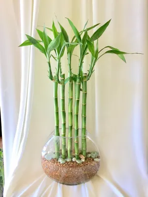 Декоративный бамбук | floravdome.ru | Bambu da sorte, Como plantar bambu,  Plantas