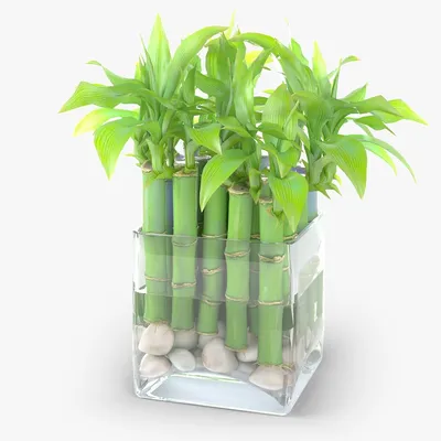 Комнатные растения доставка в Израиле - Счастливый бамбук