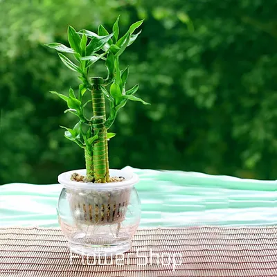 Комнатный бамбук (драцена сандера): уход и выращивание декоративного \"счастливого  бамбука\" в домашних условиях, болезни и вредители