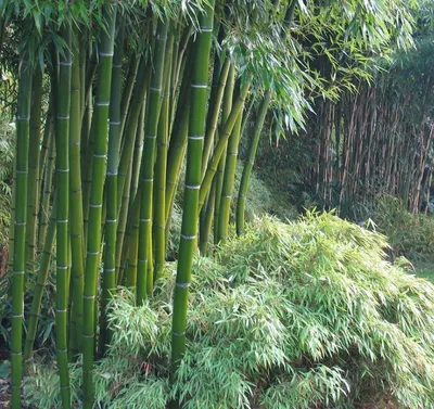 Бамбук Moso, морозостойкий, съедобный, ценная древесина, легко проращивать  семена купить недорого