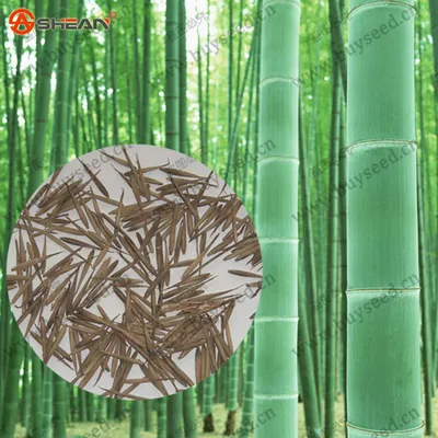 свежие гигантских Мосо Семена бамбука, семена деревьев бамбук Мосо, 100  семян/сумка | Отзывы покупателей nazya.com