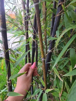Бамбук черный - как он выглядит в саду? | ЖЁЛУДИ | Дзен