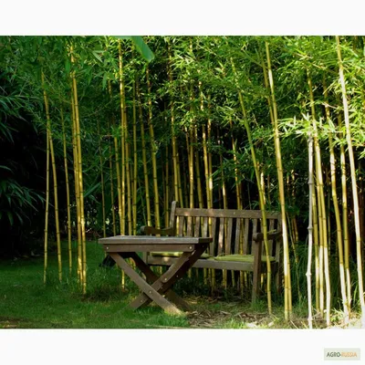 Продам/купить семена бамбука Phyllostachys aureosulcata f - spectabilis —  Agro-Russia