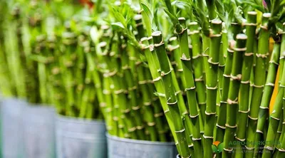 Как ухаживать за бамбуком: уход за бамбуком дома - Agro-Market