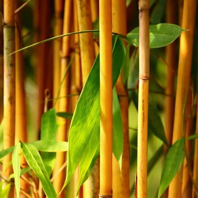 Золотой бамбук семена (Phyllostachys Aurea) - Цена: €1.95