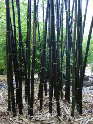 Семена Бамбука черного ( Phyllostachys nigra) | AliExpress