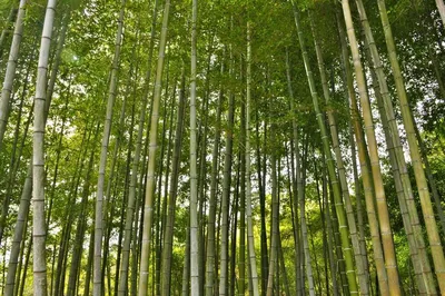 Семена бамбука стоковое изображение. изображение насчитывающей коммерция -  157003161