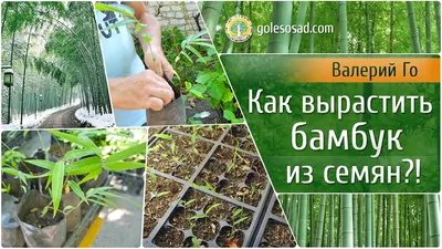 Продаётся семена бамбука моссо: 75 000 сум - Сад / огород Ташкент на Olx