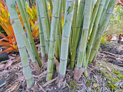 Семена бамбука Phyllostachys Spectabilis - 75 грн, купить на ИЗИ (58309426)