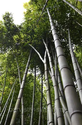 Бамбук для сада и удочек. Саженцы.: 300 KGS ➤ Декоративные деревья | Ош |  92265367 ᐈ lalafo.kg