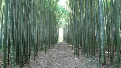 Индийский терновый бамбук семена - колючий бамбук - Bambusa bambos - Arundo  bambos 3 шт (ID#1739914831), цена: 120 ₴, купить на Prom.ua