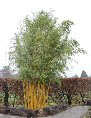 Купить SAFLAX - Калькуттский бамбук - 50 семян - С субстратом для лучшего  выращивания - Dendrocalamus strictus | Joom