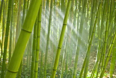 Как растет бамбук - YouTube