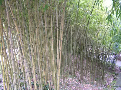 100 Семена от бамбук Moso-Bamboo красиво растение за вашата градина, за  декорация в Сортови семена и луковици в гр. Свищов - ID19674349 — Bazar.bg