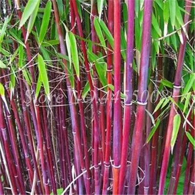 Калькуттский бамбук - прямой бамбук (лат. Dendrocalamus strictus) СЕМЕНА  25шт + подарок | AliExpress