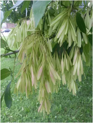 Семена Ясеня носолистного (Fraxinus rhynchophylla) | AliExpress