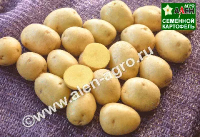 Семена картофеля Илона, 0.02 г, Seedera | Семена картофеля