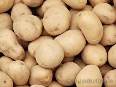 Картофель For Home And Family картофель Ажур - купить по выгодным ценам в  интернет-магазине OZON (467098162)