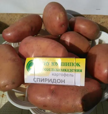 Семена картофеля синего тумана — купить по низкой цене на Яндекс Маркете