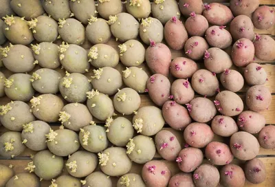 Семена картофеля: особенности и разнообразие сортов