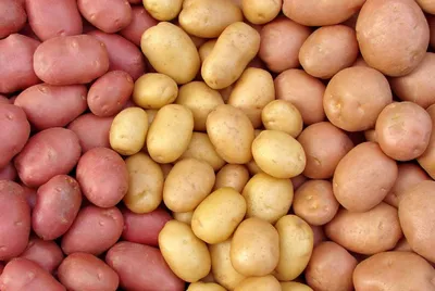 Семена картофеля готовятся к новому сезону Стоковое Фото - изображение  насчитывающей трава, зажарено: 165223120