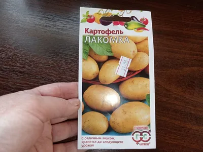 Фермерам раздадут семена элитной картошки – Новости Узбекистана – NOVA24.UZ