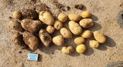 Семена картофель СеДеК F1 Лада 16443 1 уп. - отзывы покупателей на  Мегамаркет