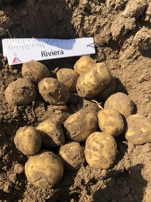 Семена картофеля Баллада, среднеспелая. (ID#1156969949), цена: 6.50 ₴,  купить на Prom.ua