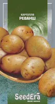 Качественные семена картофеля пообещали омским аграриям - Агротайм