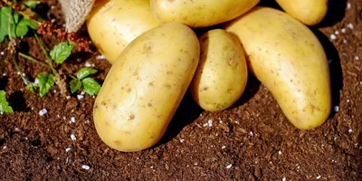 Выбор сорта картофеля - Овощные культуры - Статьи - Расток.бел-всё про сад  и огород рассада семена саженцы