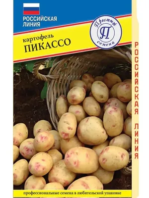 Салют Разноцветные семена картофеля - Цена: €6.00