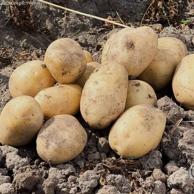 Россия тотально зависит от иностранных семян картофеля | ПРОДУКТ медиа