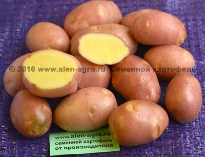 Наша картошка вкуснее! Иркутские ученые вывели новый сорт картофеля «Бабр»  | ЭКОНОМИКА | АиФ Иркутск