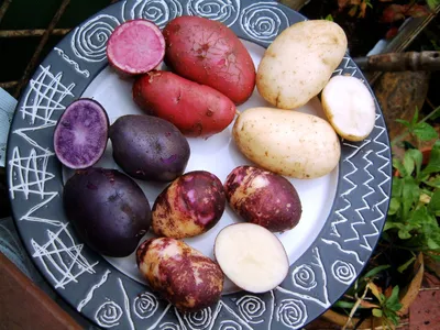 Картофель For Home And Family картофель Императрица - купить по выгодным  ценам в интернет-магазине OZON (522937156)